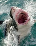 Great-White-Shark-1