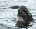18 из 25 выбросившихся на берег в Новой Зеландии гринд удалось спасти