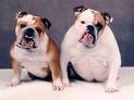 bulldogs