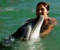 dolphin_moko