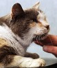 Как новозеландские пожарные кошку спасали