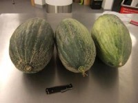 ukrainian_melons_in_nz