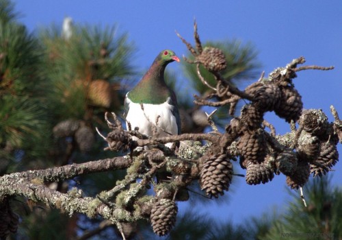 2014_08_02_nz-kereru-pigeon