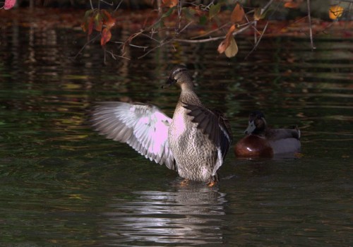 2014_08_03_nz-duck