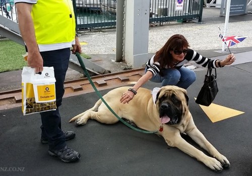 2014_08_04_british-mastiff