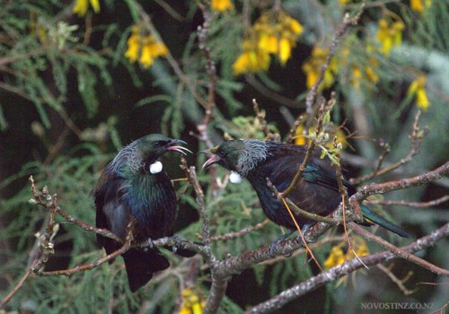 2014_11_18_tui-auckland-nz