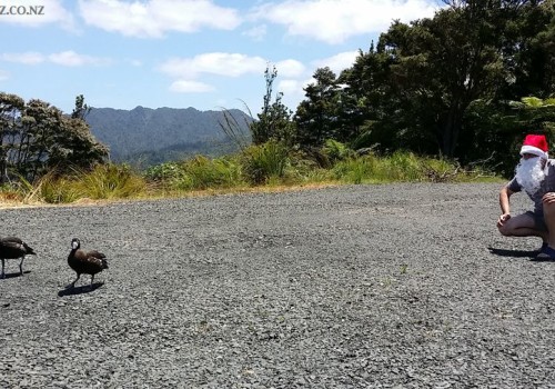 2015_01_01_nz-paradise-ducklings