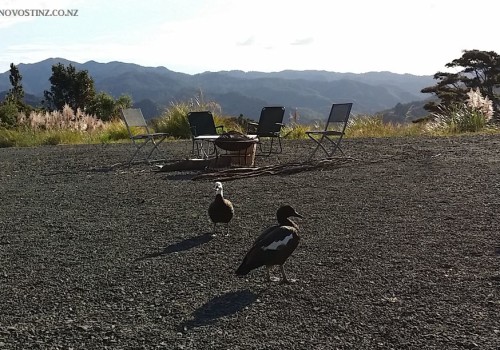 2015_02_14_nz-paradise-ducks