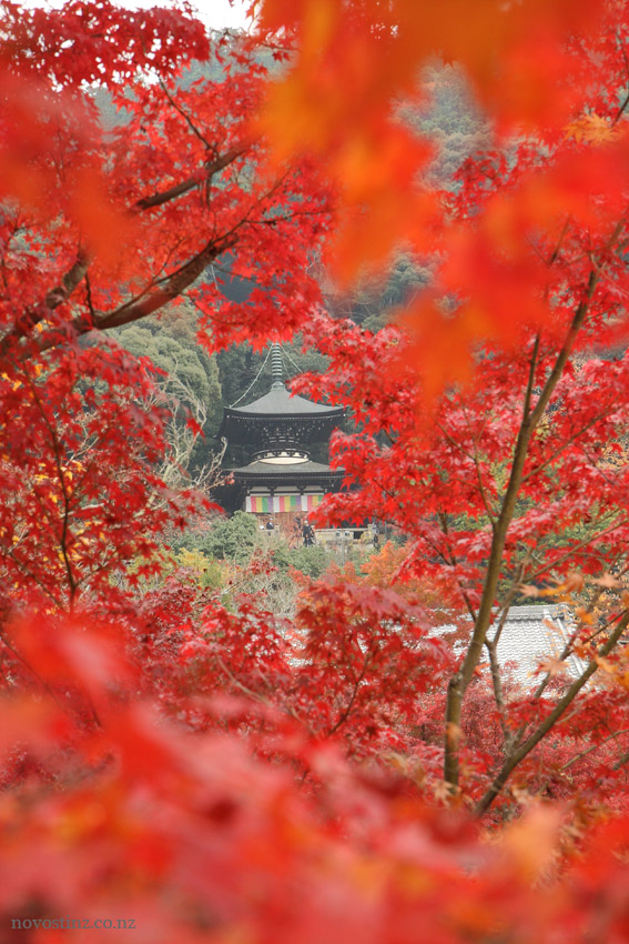 http://www.novostinz.co.nz/travel/wp-content/uploads/2012/01/Kyoto-autumn-2011_062.jpg